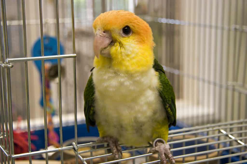 Is The Caique A Good Bird For Beginners? (What You Need To Know at Petrestart.com)