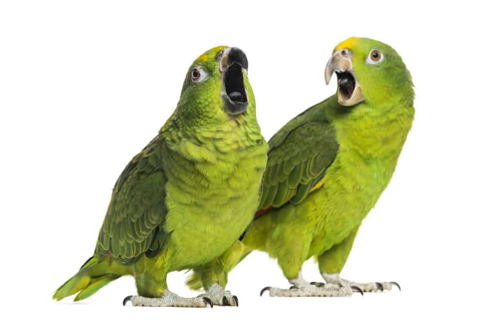 Why Are Parrots Loud? Find out at Petrestart.com