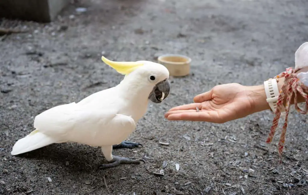 How Much Should A Parrot Eat In A Day? Find out at Petrestart.com