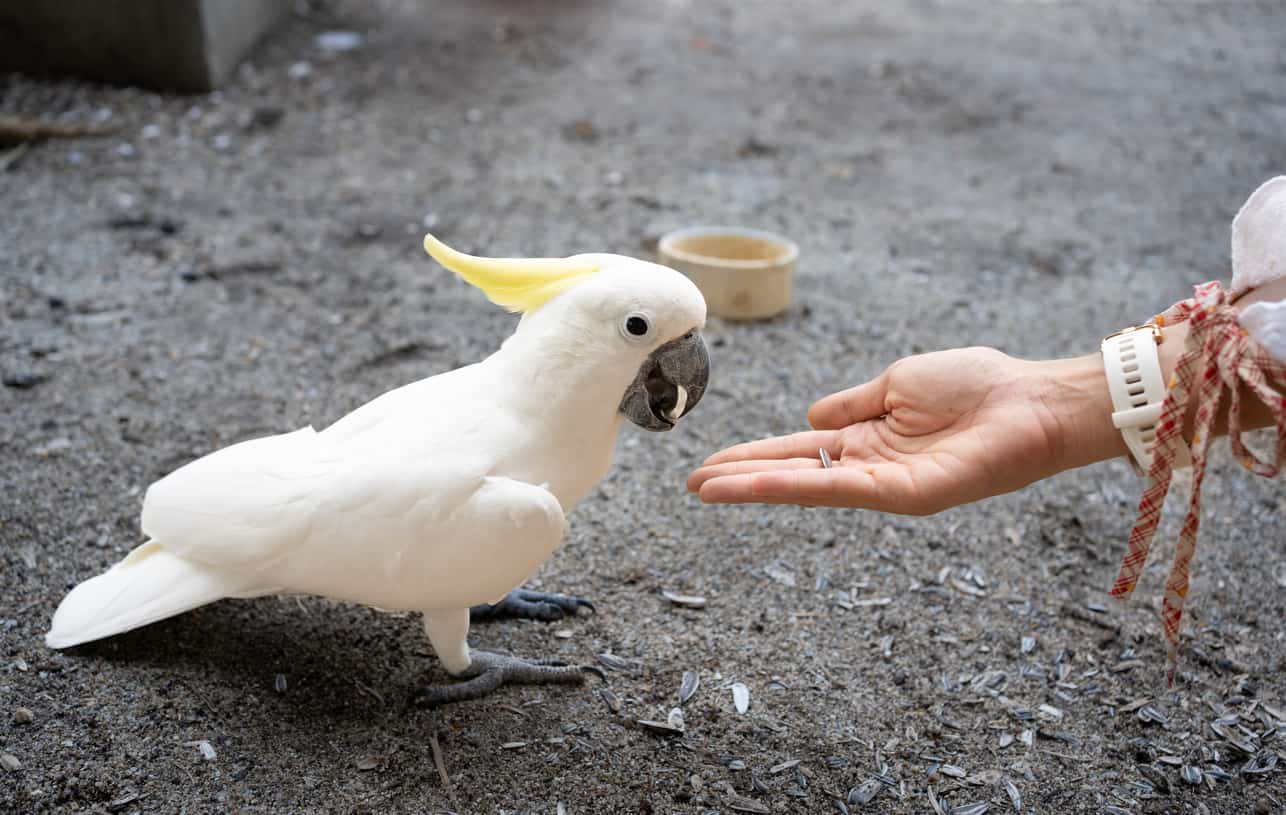 Just How Often Should A Parrot Eat? (What You Need To Know About ...