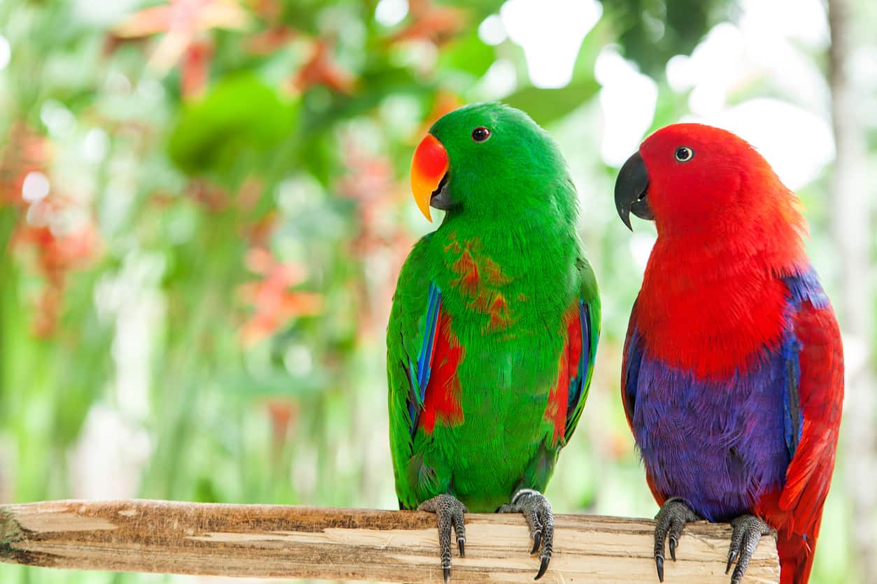 does-the-female-eclectus-parrot-talk-petrestart