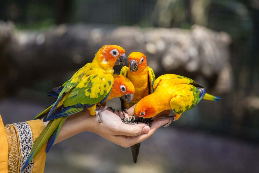 Just How Often Should A Parrot Eat? (What You Need To Know About Feeding Your Parrot at Petrestart.com)