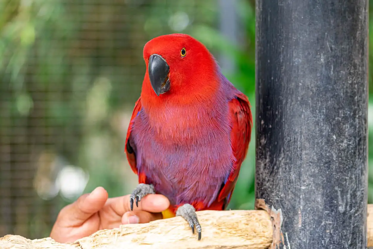 Does The Female Eclectus Parrot Talk? We find out at petrestart.com
