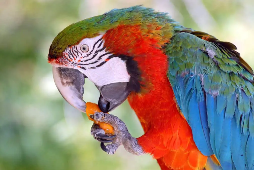 Macaw eating carrot
