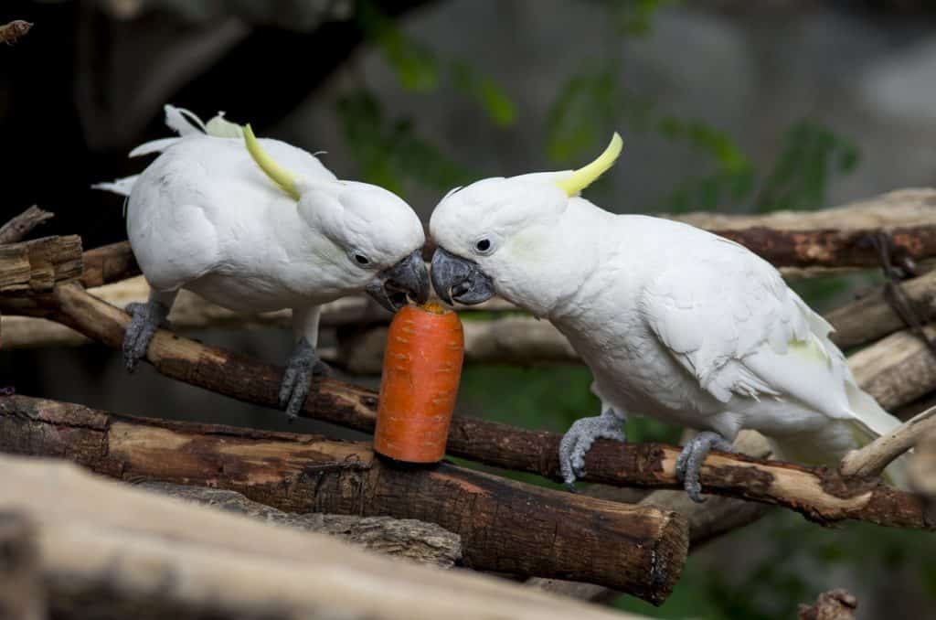 Are Carrots Safe For Parrots? Find out at petrestart.com