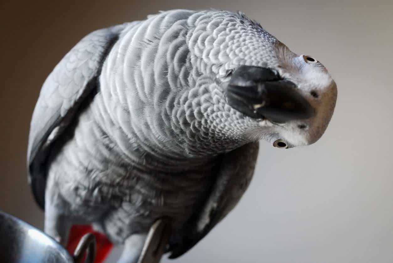 17 Amazing Things That an African Grey Can Do