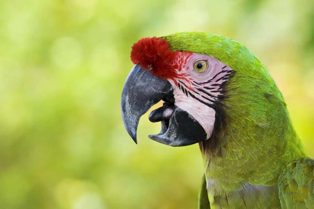 Are talking parrots expensive? Find out at Petrestart.com