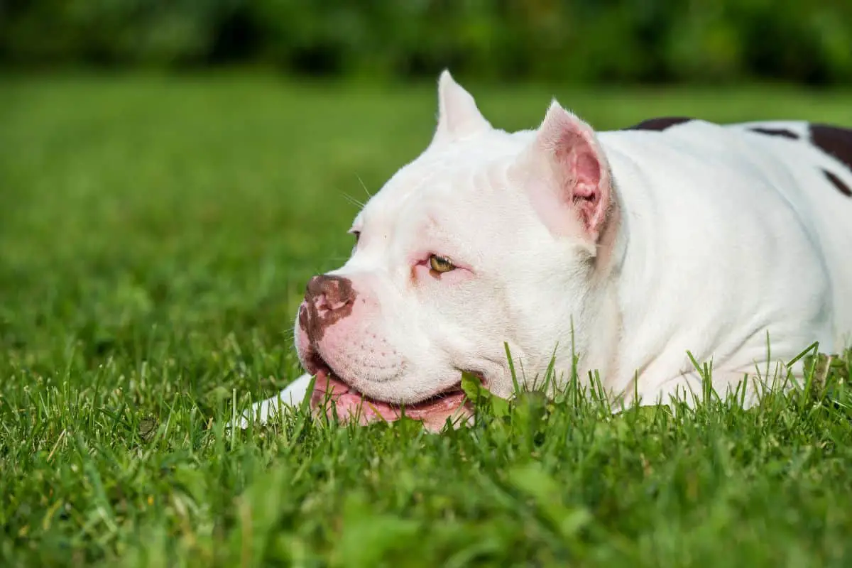 4 Best Dog Foods for an American Bully