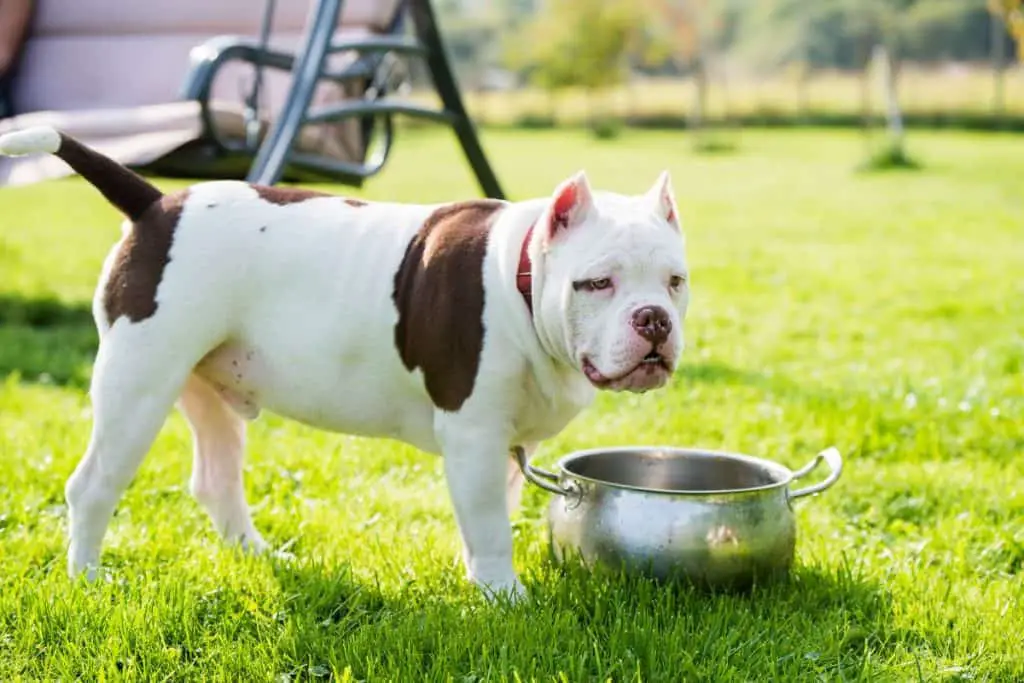 American Bully Puppy Feeding Chart