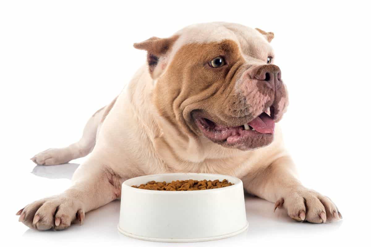 Best Kibble For American Bully Puppy American Bully Puppy Feeding Chart - petrestart.com