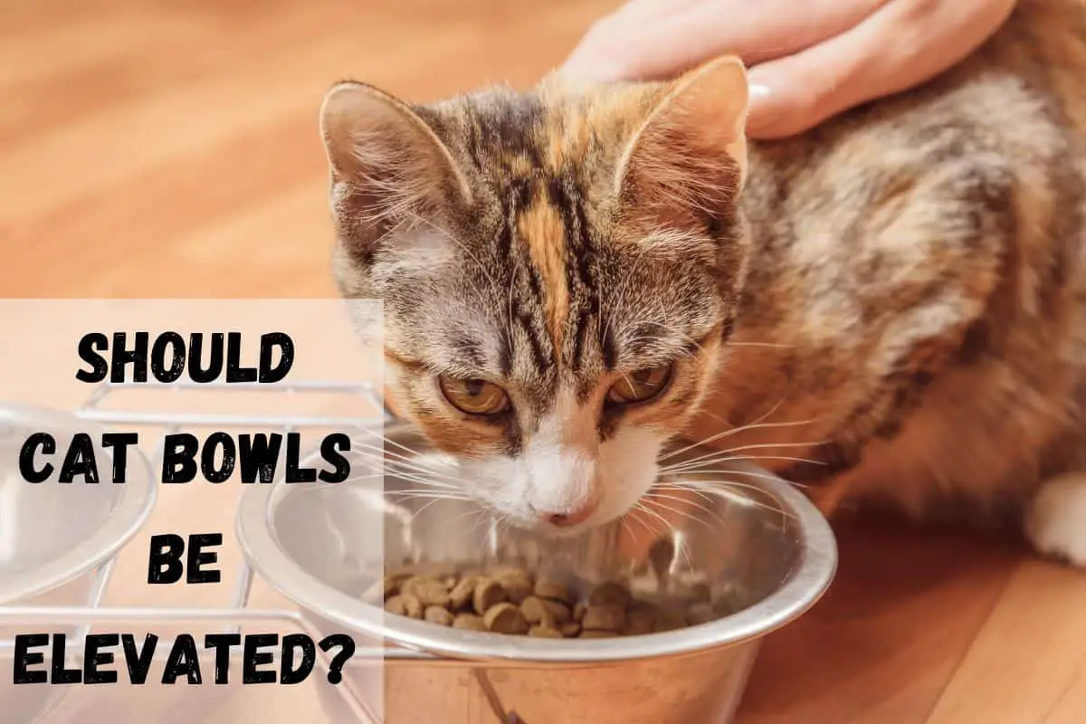 Should Cat Bowls be Elevated? The 8 Pros and Cons