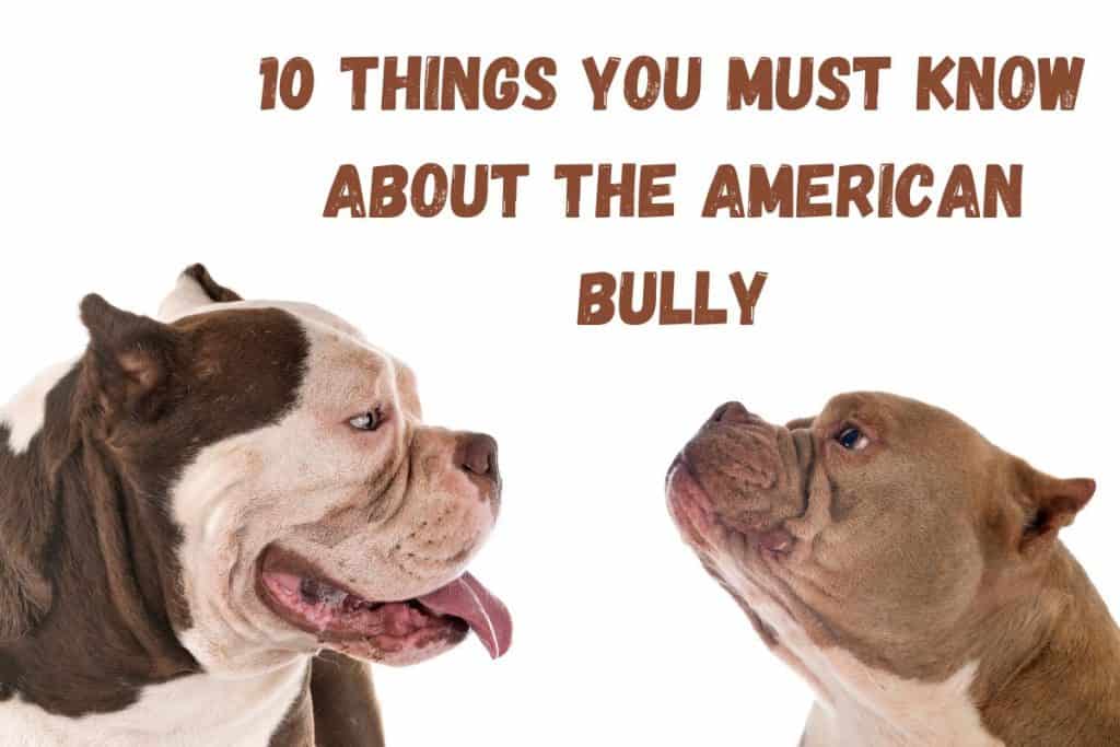 Two American Bullies