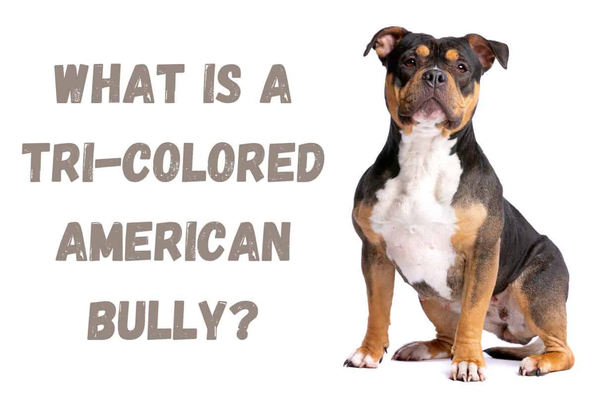 Tri-Colored American Bully