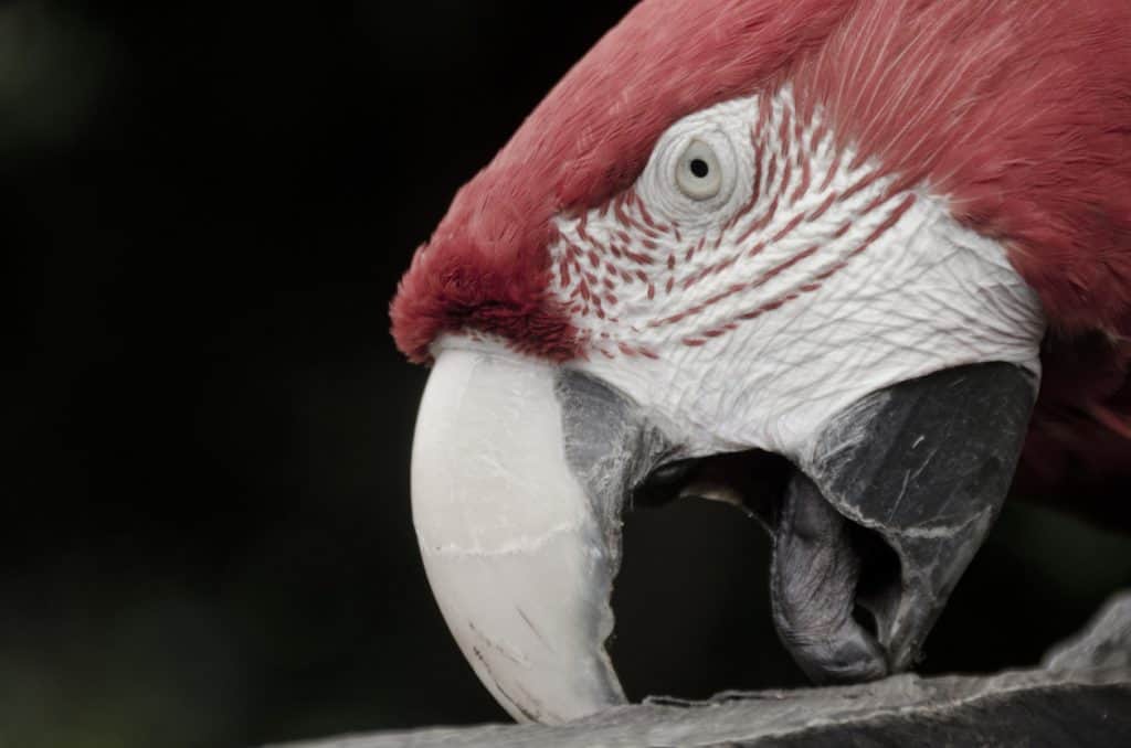 How Bad Is A Macaw Bite? Read Petrestart.com to find out.