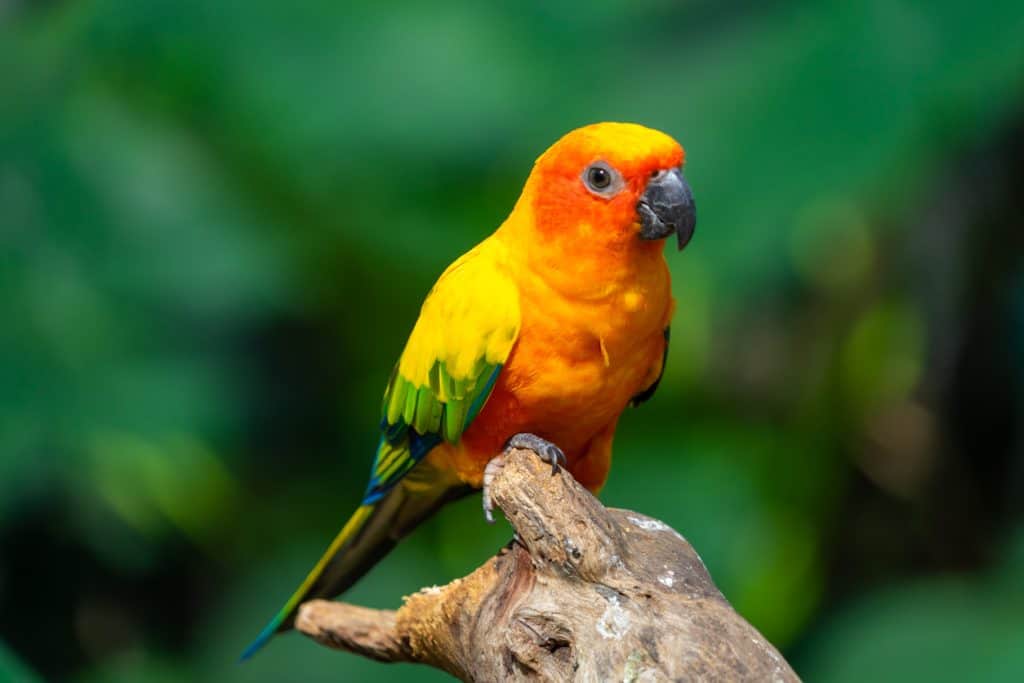 My Favorite Cages For Conures at PetRestart.com.