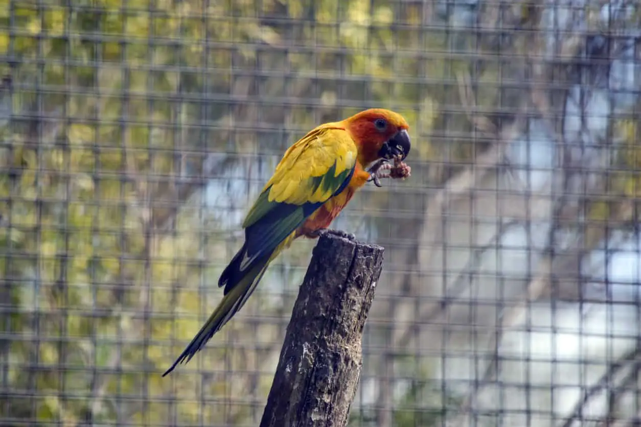 What Size Cage Is Needed For A Conure Parrot? Find out at PetRestart.com.