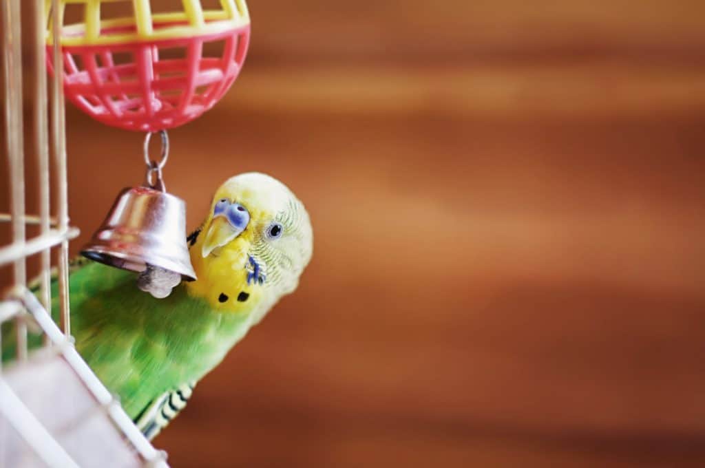 Reasons Why Budgies Are Easy To Take Care Of explained at PetRestart.com.