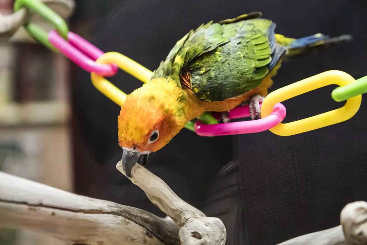 7 Reasons Why Conures Bite