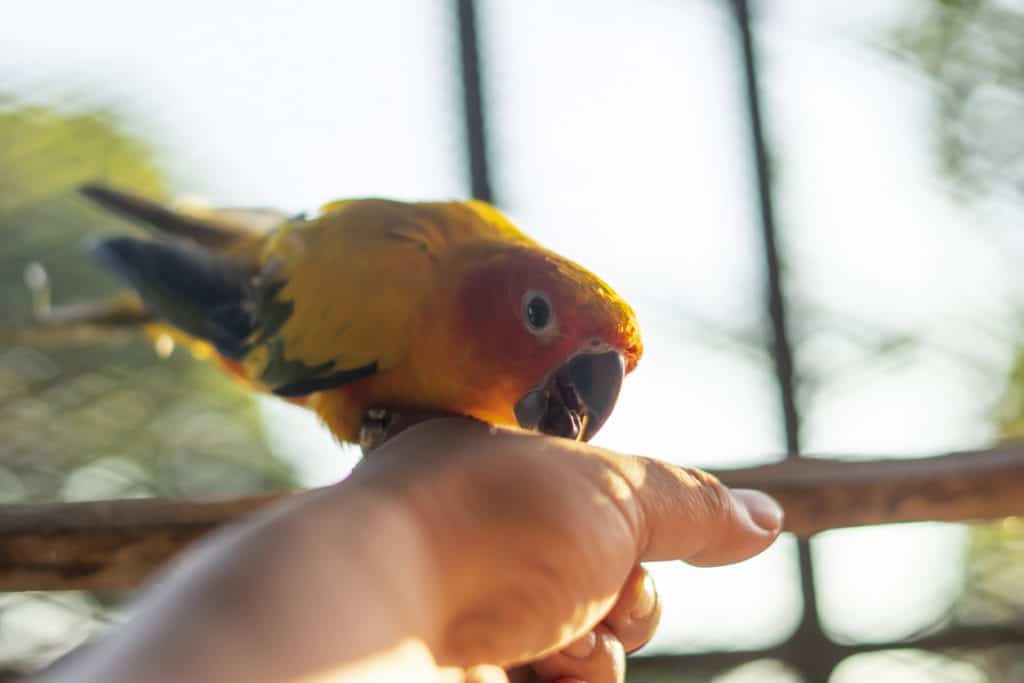 How to Get Your Conure to Stop Biting explained at PetRestart.com.
