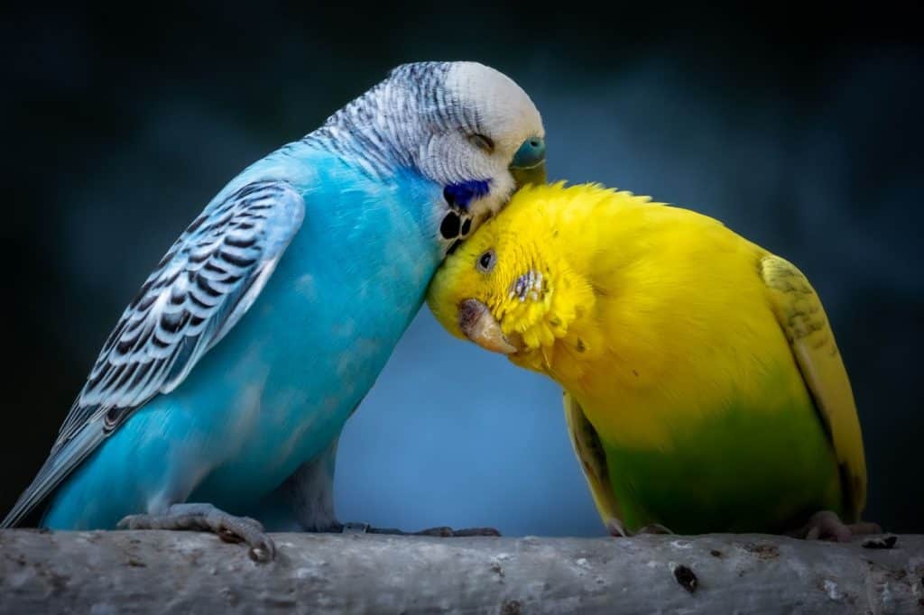 Are Budgies Love Birds? Find out at PetRestart.com.