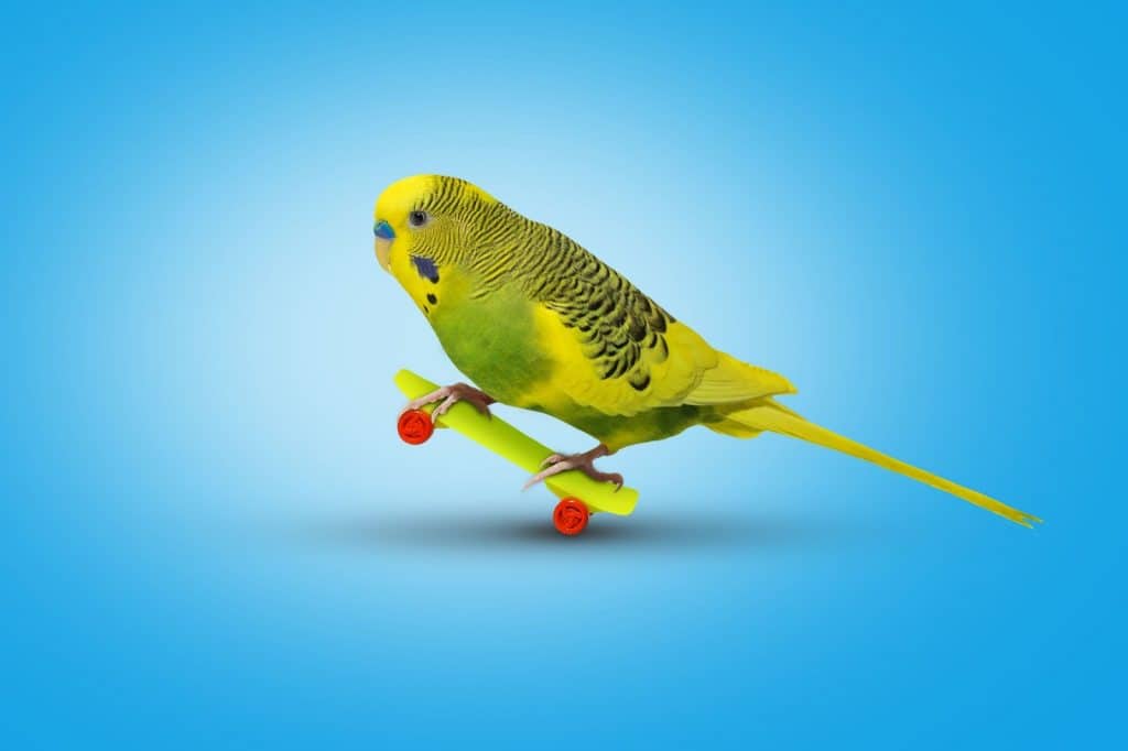 The Origins And Descriptions Of Budgies explained at PetRestart.com.