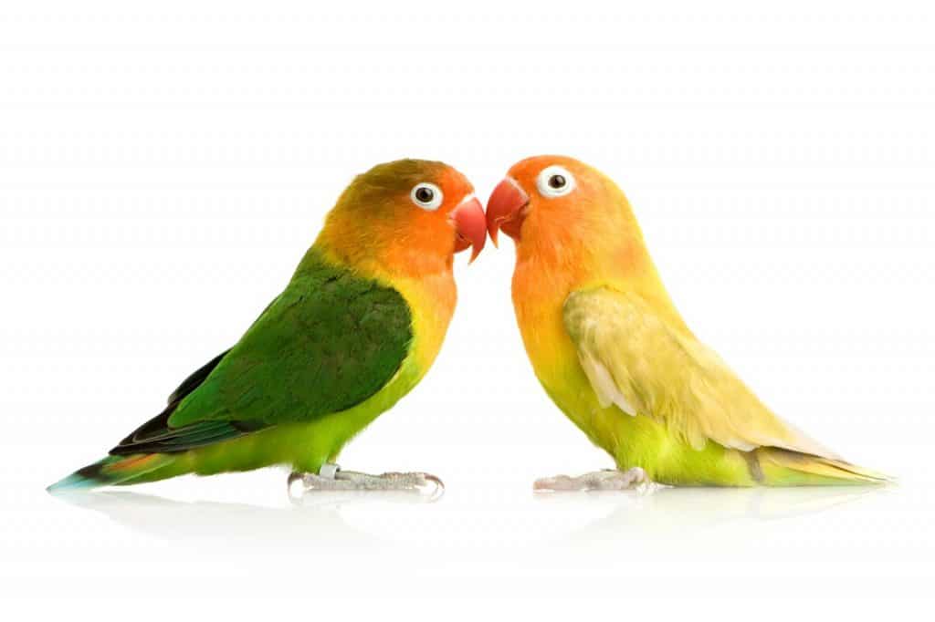 The Origins And Descriptions Of Love Birds explained at PetRestart.com.