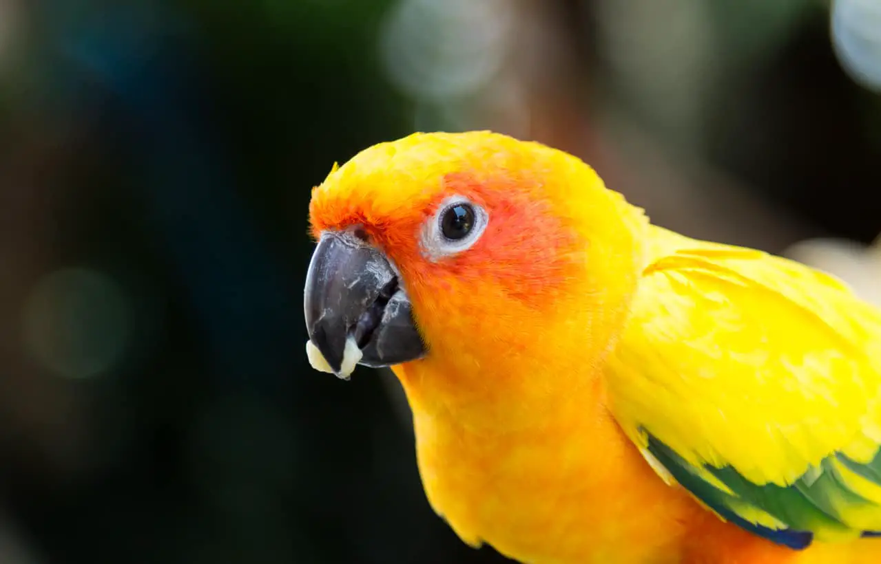 Can Conures Eat Pineapple? (We Find Out)