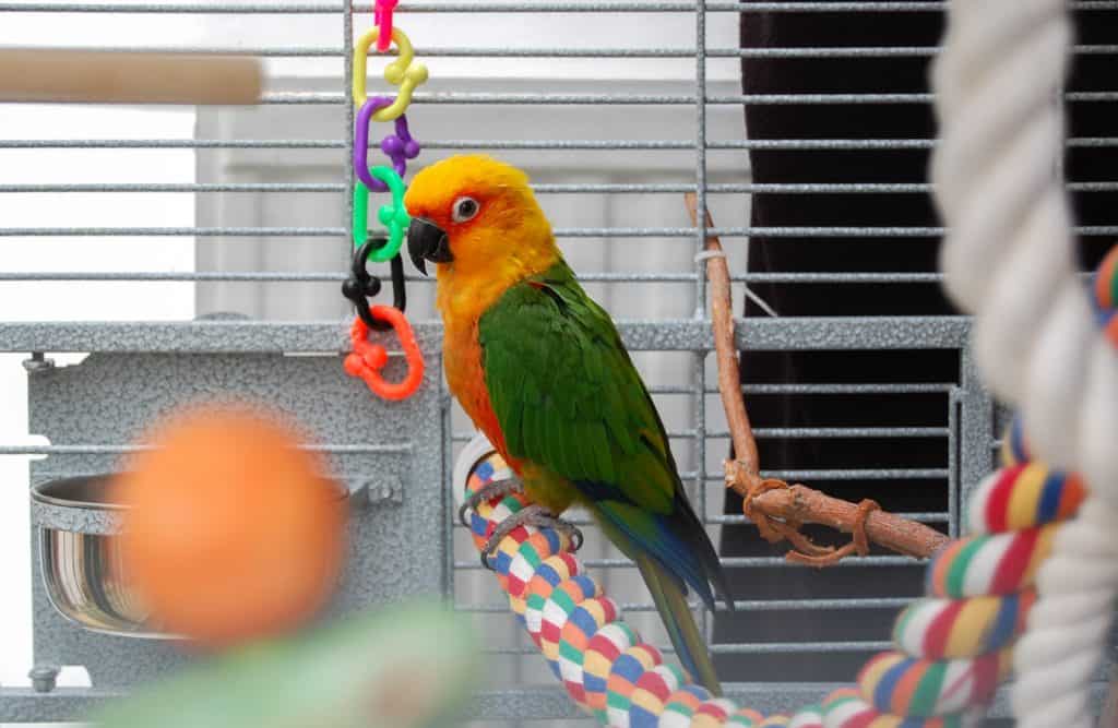 Diet Of Conures In Captivity explained at PetRestart.com.