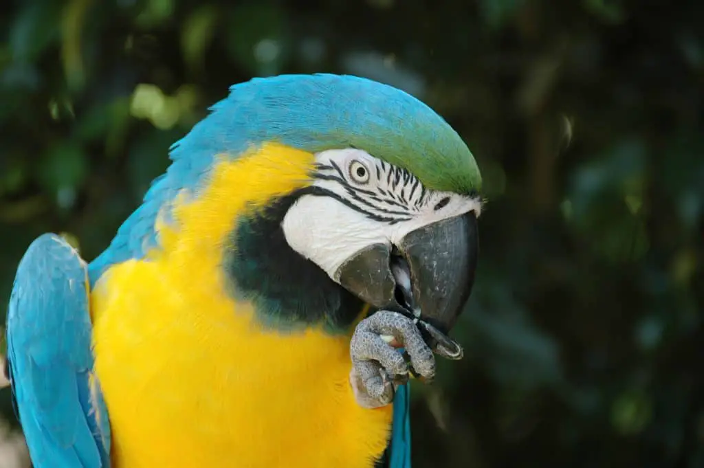 How Bad Is A Macaw Bite? (What You Need To Know) Find out at PetRestart.com.