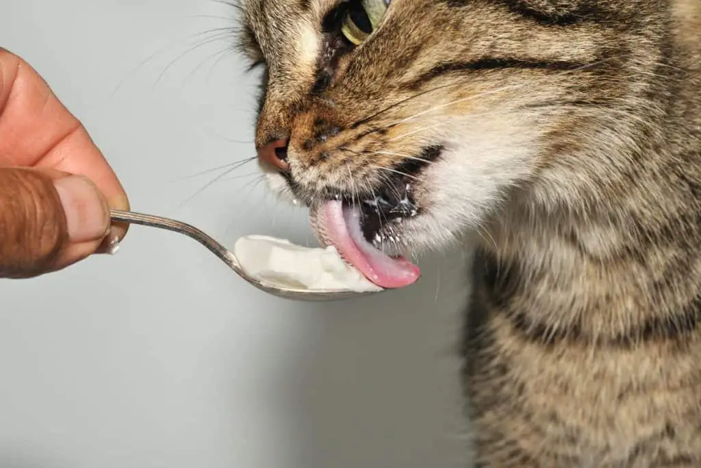 Cat eating a treat