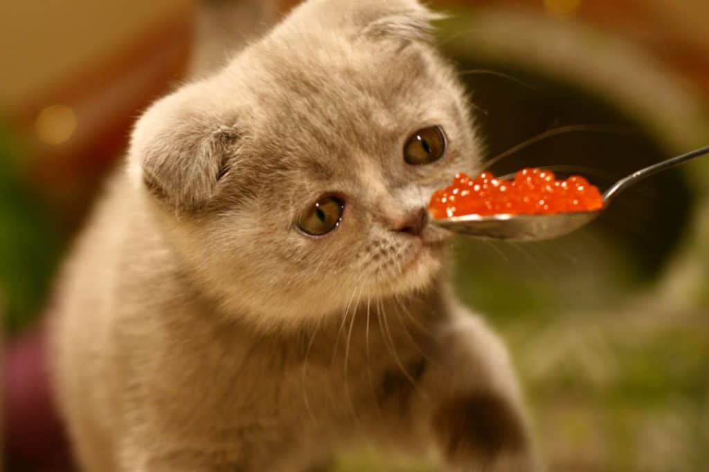 Cat eating a treat