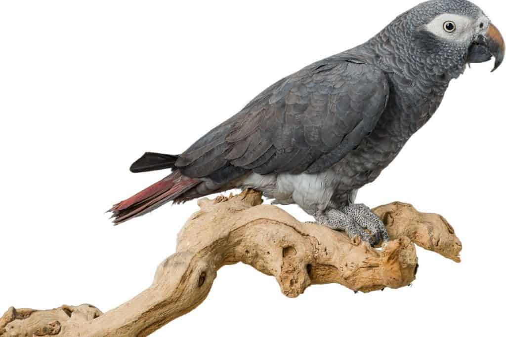 African Grey Parrot