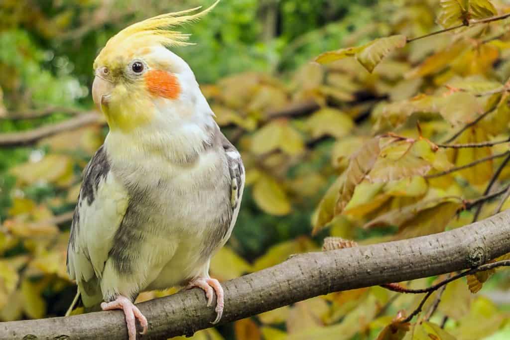 Cockatiels