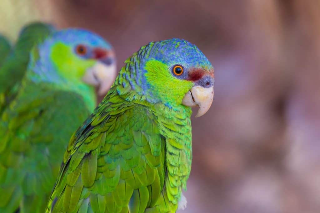 Lilac-Crowned Amazon