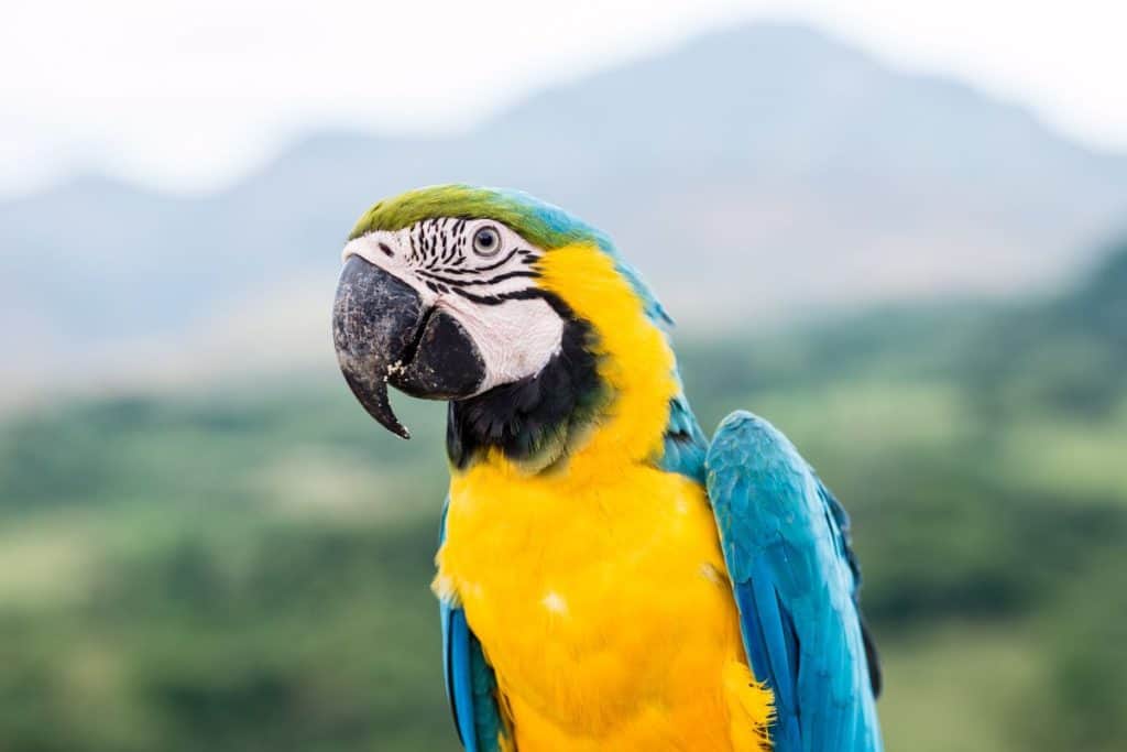 Macaw