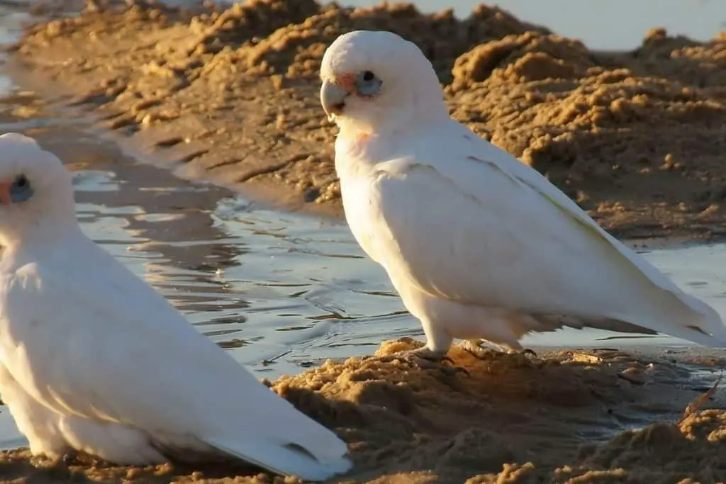 Bare-eyed Cockatoo