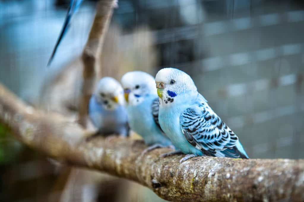 Budgies