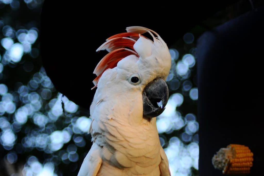 Moluccan Cockatoo