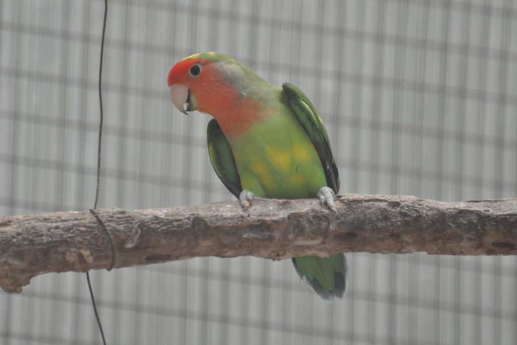 Peach-faced Lovebird