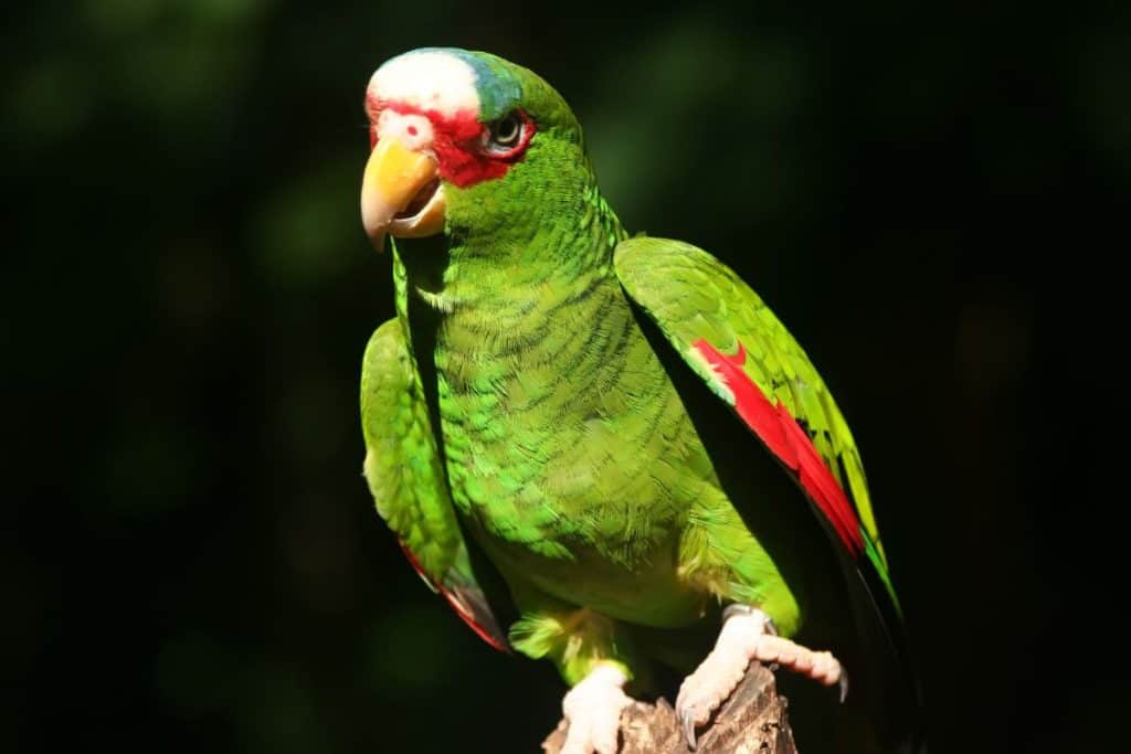 Red-lored Amazon