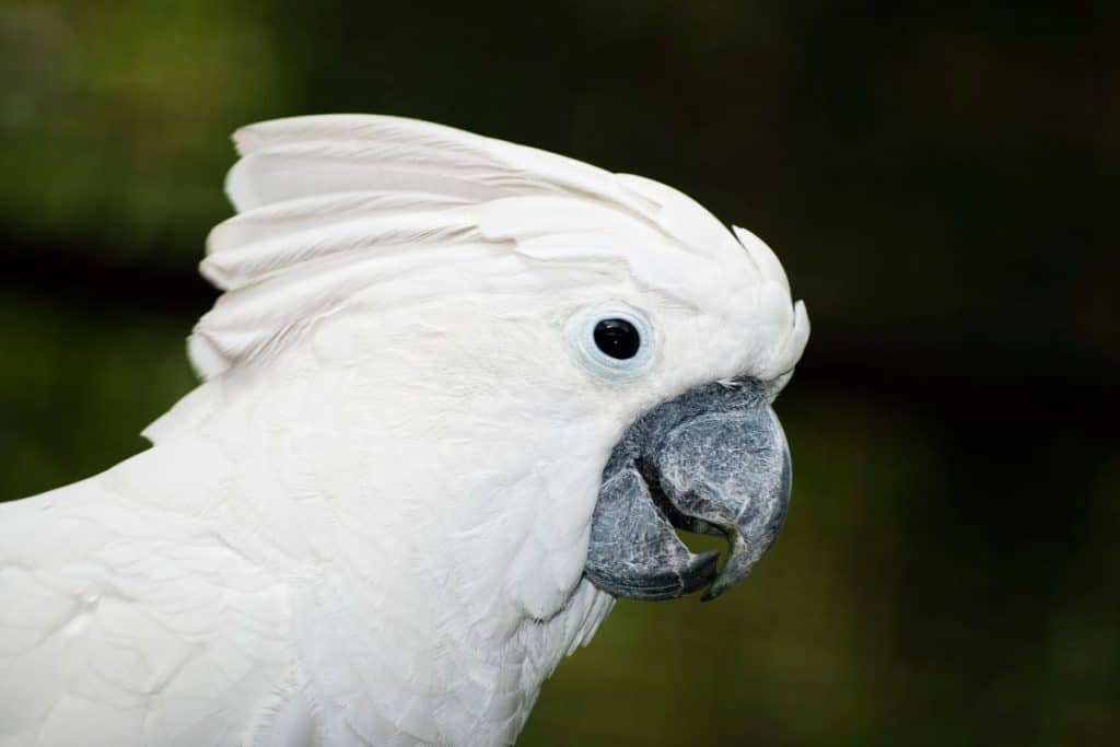 The Umbrella Cockatoo, aka The White Cockatoo