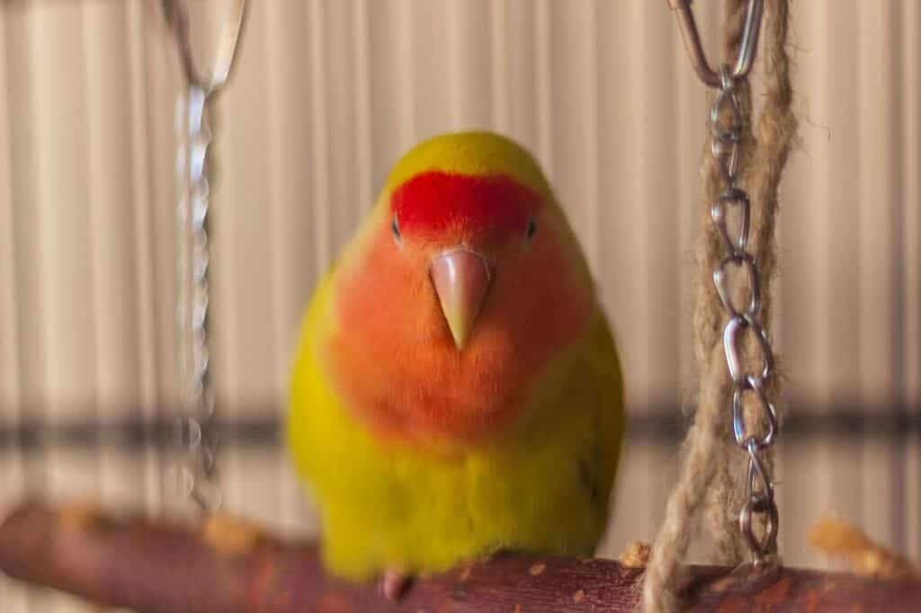 What are Lovebirds? Find out at Petrestart.com.