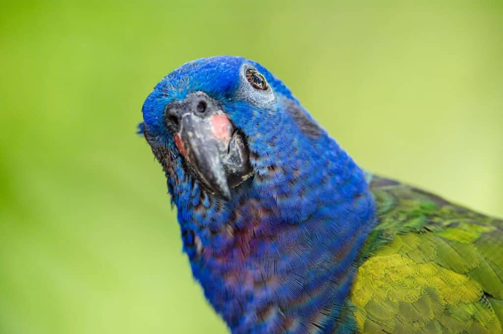 What Are Pionus Parrots? Find out at Petrestart.com.