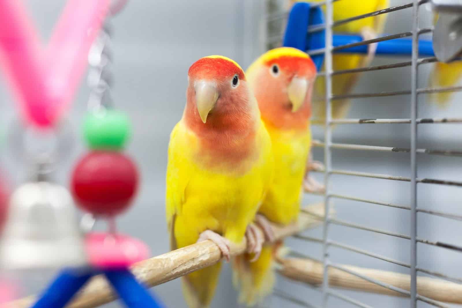 The US Lovebird Price Guide For 2023 exclusively at Petrestart.com.
