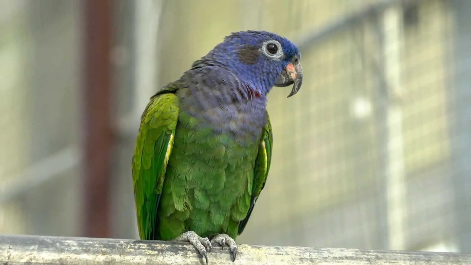 The Ultimate Guide To Pionus Parrot Price