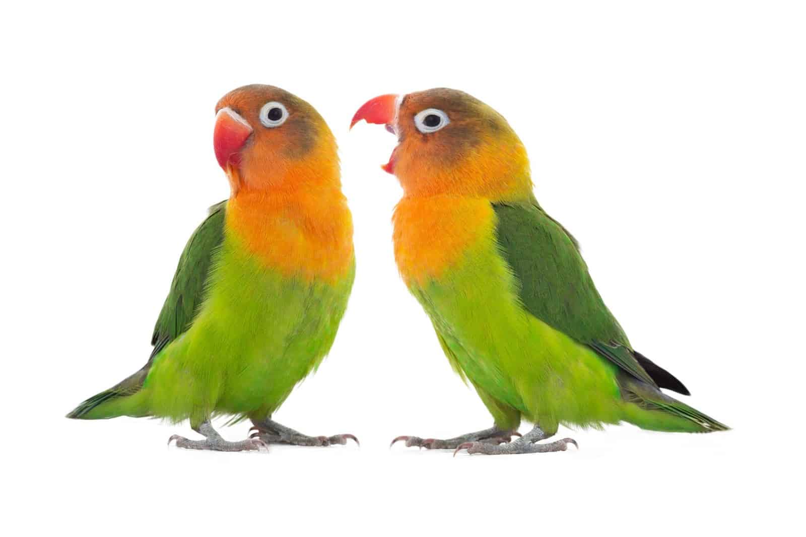 The Different Lovebird Colors explained at petrestart.com.