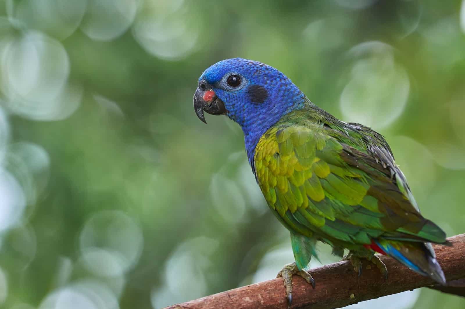 How To Improve Pionus Parrots Lifespan (In The Wild and Captivity)