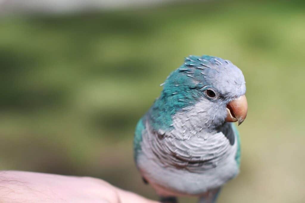 A blue Quaker parrot is shown. Learn about Blue Quaker care at Petrestart.com.