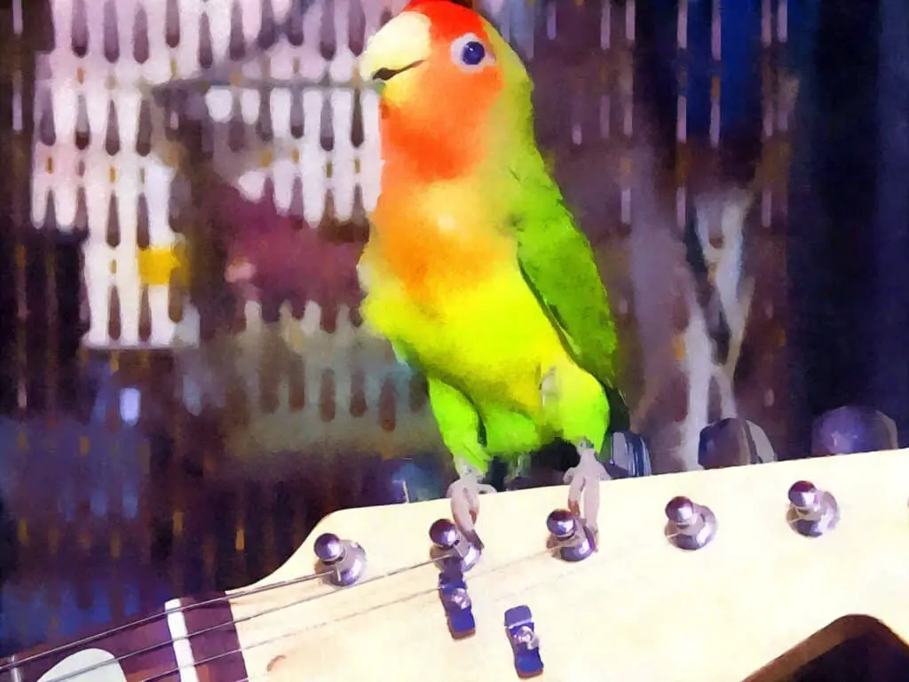 Lovebirds, like this one on a guitar, can sing all day long if they are happy. Find out more about parrots and singing at Petrestart.com.