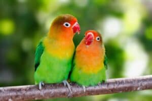 6 Things You Didn't Know About Lovebird Singing and Song only at Petrestart.com.